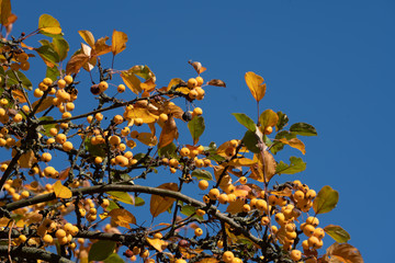 Little apples on autumn tree branches