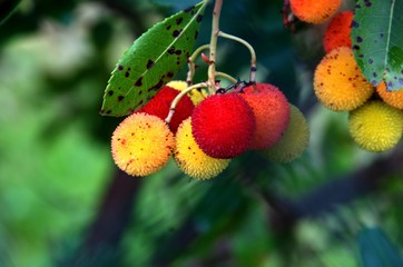 Arbutus unedo; fruit of the modronho, or Strawberry Tree, in Tuscany