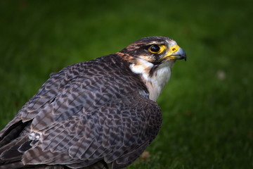 Falke