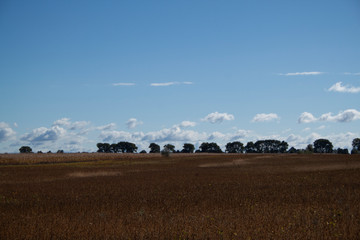 field and trees under blue sky