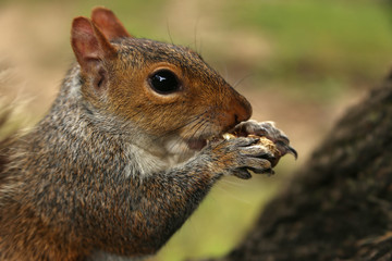 Squirrel holds a peanuts in the park, a horizontal picture