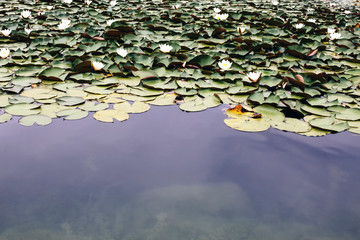 Water lilies in the lake