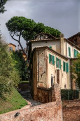 Maritime pine trees over ancient house in Siena, Tuscany