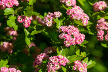 Beautiful pink hawthorn blossom