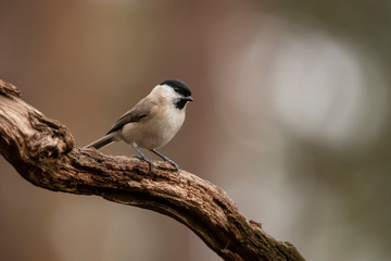 Willow tit,   Poecile montanus