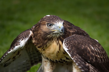 bussard
