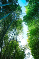 Obraz premium Bamboo forest at Arashiyama district in Kyoto, Japan.