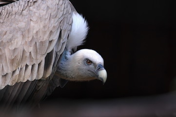 Gänsegeier