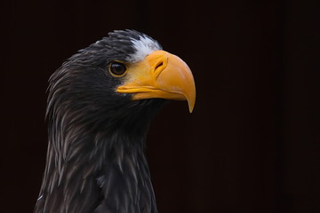 Riesenseeadler