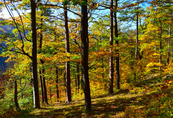 Fototapeta na wymiar forest in autumn