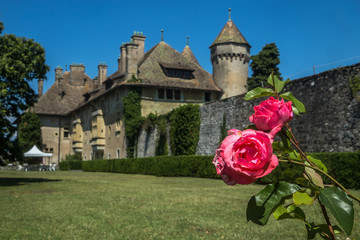 Rosier au Château de Ripaille à Thonon les Bains en Haute Savoie , au bord du lac Léman
