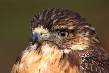 Rotrückenbussard