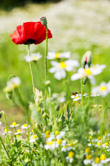 Fototapeta premium Mohnblume und Mohnblüten zwischen Blumen