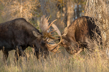 Bull Moose fighting
