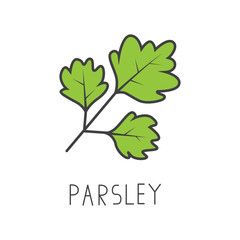 parsley line vector illustration, cooking isolated icon.