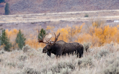 Bull Moose in Fall Color