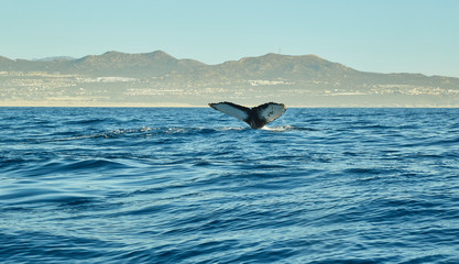 whales in Pacific Ocean near Cabo San Lucas