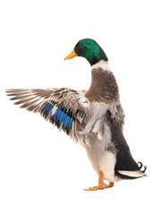 male brown duck isolated