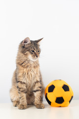 Little four month mixed breed kitten with football ball