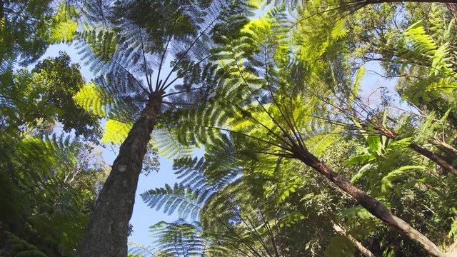 Fronds of tropical, exotic tree ferns in jungle wilderness area