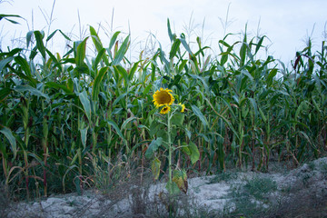 Sunflower alone on a corn field. 