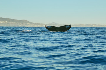 whales in Pacific Ocean near Cabo San Lucas