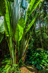 plants in Bali
