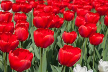 Obraz premium Тюльпан/Tulip