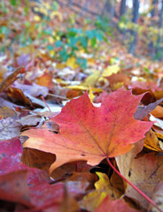 Red Leaf