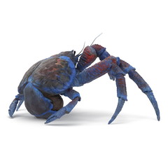 Coconut Crab Isolated On White Background. 3D Illustration