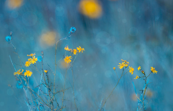 Fototapeta Blumenwiese -Gelbe zarte Blüten des Jakobskraut (Senecio jacobaea)