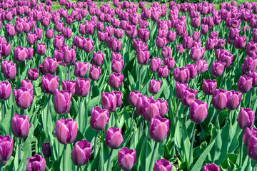 Obraz premium Тюльпан/Tulip