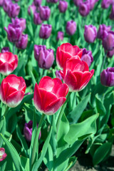 Тюльпан/Tulip