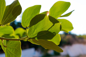 Fototapeta na wymiar branch of tree with fresh spring green leaves