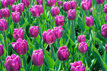 Fototapeta premium Тюльпан/Tulip