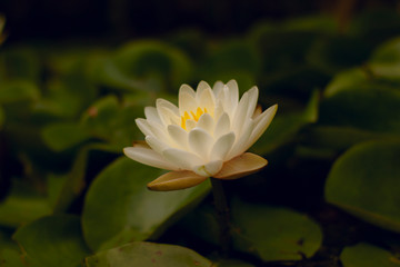 White lotus or waterlily soft focused