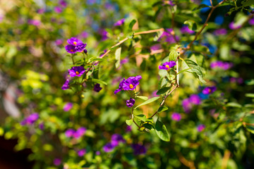 Blue potato bush purple flowers