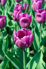 Тюльпан/Tulip