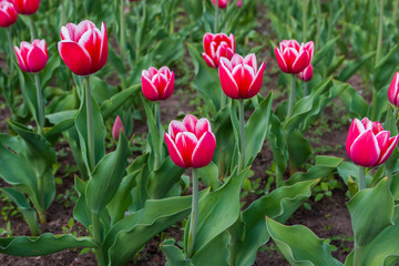 Тюльпан/Tulip