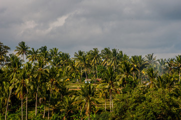 Naklejka na ściany i meble Palm trees in Bali