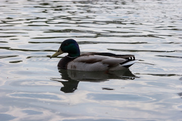 Утка/Duck