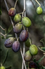 Olives in Tuscany, ripening on the branch