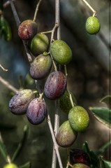 Olives in Tuscany, ripening on the branch