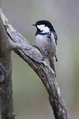 Coal tit