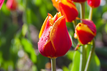 Тюльпан/Tulip