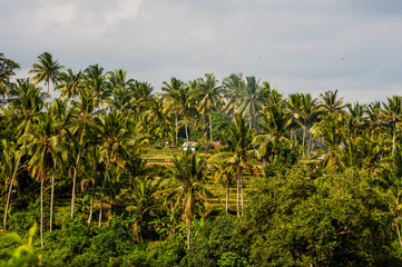 Landscape in Bali
