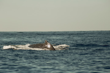 Fototapeta premium whales in Pacific Ocean near Cabo San Lucas