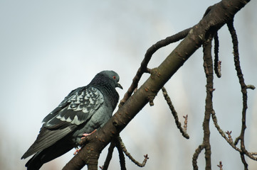 pigeon