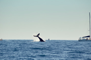 whales in Pacific Ocean near Cabo San Lucas