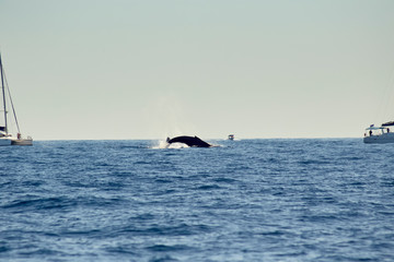 Fototapeta premium whales in Pacific Ocean near Cabo San Lucas